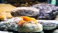 Cambarellus patzcuarensis Freshwater orange shrimp in the aquarium. High quality 4k footage