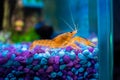 Cambarellus patzcuarensis orange, freshwater dwarf crayfish in a home aquarium