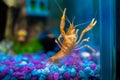 Cambarellus patzcuarensis orange, freshwater dwarf crayfish in a home aquarium