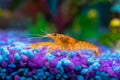 Cambarellus patzcuarensis orange, freshwater dwarf crayfish in a home aquarium