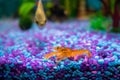 Cambarellus patzcuarensis orange, freshwater dwarf crayfish in a home aquarium
