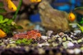 Orange crayfish in freshwater aquarium - Cambarellus patzcuarensis