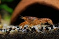 Orange crayfish in freshwater aquarium - Cambarellus patzcuarensis