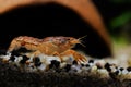 Orange crayfish in freshwater aquarium - Cambarellus patzcuarensis