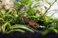 Dwarf orange crayfish - (Cambarellus patzcuarensis)