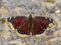 Camberwell beauty butterfly