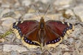 Camberwell beauty butterfly