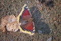 Camberwell Beauty Nymphalis antiopa butterfly is also called the Mourning Cloak - summer intensive color specie.