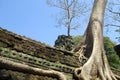 Cambodia Angkor Wat tree grows into shrine