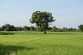 CAMBODIA BATTAMBANG AGRICULTURE RICEFIELD