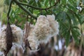 Cambodia. Ceiba pentandra tree. Siem Reap province.