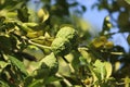 Cambodia. Kaffir lime. Siem Reap province.