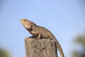 Cambodia. Cnangeable lizard. Eastern garden lizard. Siem Reap province. Royalty Free Stock Photo