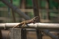 Cambodia. Cnangeable lizard. Eastern garden lizard. Siem Reap province. Royalty Free Stock Photo