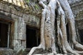 Cambodia - Detail of Ta Prohm temple