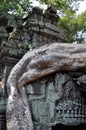 Cambodia - Detail of Ta Prohm temple