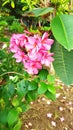 cambodia flowers