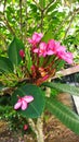 cambodia flowers blooming in the garden