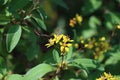 Cambodia. Galphimia gracilis. Siem Reap province. Royalty Free Stock Photo