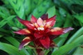 Cambodia. Guzmania lingulata. Siem Reap province. Royalty Free Stock Photo