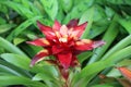 Cambodia. Guzmania lingulata. Siem Reap province. Royalty Free Stock Photo