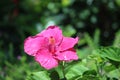 Cambodia. Hibiscus flower. Siem Reap province. Royalty Free Stock Photo