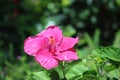 Cambodia. Hibiscus flower. Siem Reap province.