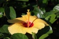 Cambodia. Hibiscus flower. Siem Reap province. Royalty Free Stock Photo