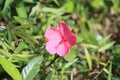 Cambodia. Hibiscus moscheutos. Siem Reap province. Royalty Free Stock Photo