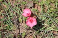 Cambodia. Hibiscus moscheutos. Siem Reap province. Royalty Free Stock Photo