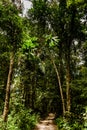 Cambodia island. road jungle