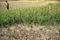 CAMBODIA KAMPONG CHAM AGRICULTURE