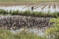 CAMBODIA KAMPONG THOM AGRICULTURE DUCK FARM