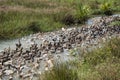 CAMBODIA KAMPONG THOM AGRICULTURE DUCK FARM