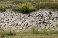 CAMBODIA KAMPONG THOM AGRICULTURE DUCK FARM