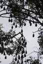 CAMBODIA KAMPONG THOM BAT TREE