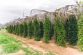 Cambodia Kampot pepper plantation Southeast Asia