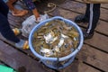 Cambodia. Kep. Crab market. Blue crabs