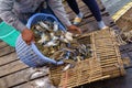 Cambodia. Kep. Crab market. Blue crabs