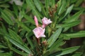 Cambodia. Nerium oleander. Siem Reap province.