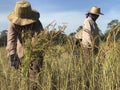 The rice harvesting