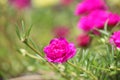 Cambodia. Portulaca grandiflora. Siem Reap province.