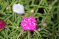 Cambodia. Portulaca grandiflora. Siem Reap province.