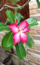 Cambodia or Semboja is a group of plants in the genus Plumeria. In front of the house after it rained Royalty Free Stock Photo