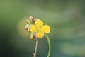 Cambodia. Senna occidentalis. Siem Reap province.