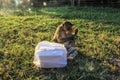 Cambodia Siem Reap Angkor Wat Monkey grabbing breakfast