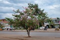 Cambodia, Siem Reap 12/08/2018 flowering tree on a city street, transport rides in the background