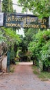 Green vegetation on a city street, shady lane