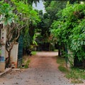 Green vegetation on a city street, shady lane