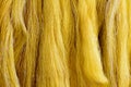 Skeins of golden raw silk in final stage of processing